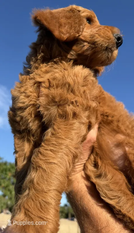 Biscuit – Goldendoodle puppy for sale in Huntington Beach, CA