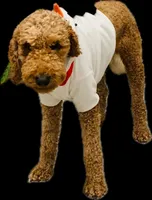 Bella, a female Goldendoodle for sale in Huntington Beach, CA – 9 of 10