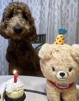 Chocolate, a female Goldendoodle for sale in Huntington Beach, CA – 2 of 5