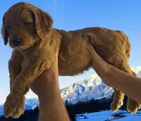 Biscuit, a female Goldendoodle for sale in Huntington Beach, CA – 2 of 10