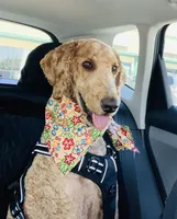 Fudge, a male Goldendoodle for sale in Huntington Beach, CA – 6 of 8