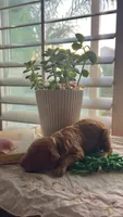 Bean, a male Goldendoodle for sale in Huntington Beach, CA – 2 of 10