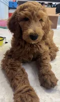 Rusty, a male Goldendoodle for sale in Huntington Beach, CA – 7 of 10