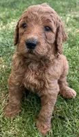 Biscuit, a female Goldendoodle for sale in Huntington Beach, CA – 5 of 10