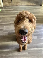Rusty, a male Goldendoodle for sale in Huntington Beach, CA – 3 of 10