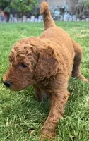 Cooper, a male Goldendoodle for sale in Huntington Beach, CA – 3 of 9