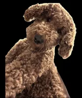 Fudge, a male Goldendoodle for sale in Huntington Beach, CA – 2 of 8