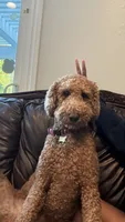 Fudge, a male Goldendoodle for sale in Huntington Beach, CA – 5 of 8