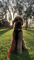 Lani, a female Goldendoodle for sale in Huntington Beach, CA – 5 of 10