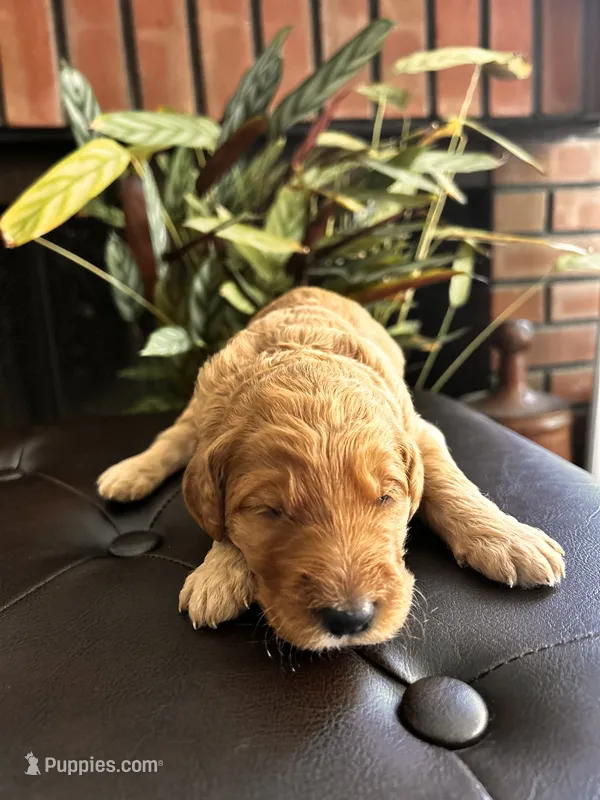 Lani – Goldendoodle puppy for sale in Huntington Beach, CA