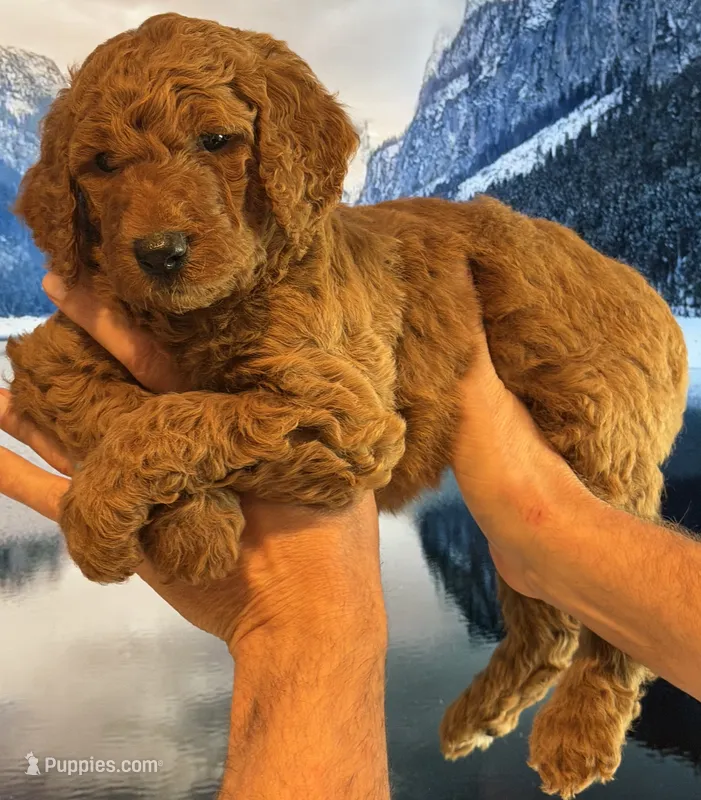 Cooper – Goldendoodle puppy for sale in Huntington Beach, CA