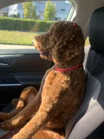 Bean, a male Goldendoodle for sale in Huntington Beach, CA – 3 of 10