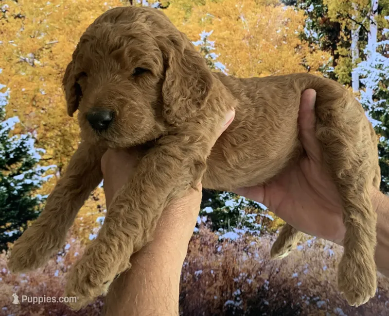 Chocolate – Goldendoodle puppy for sale in Huntington Beach, CA