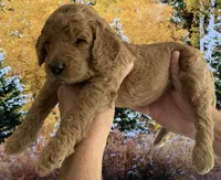 Bella, a female Goldendoodle for sale in Huntington Beach, CA – 2 of 10