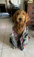 Tank, a male Goldendoodle for sale in Huntington Beach, CA – 5 of 8