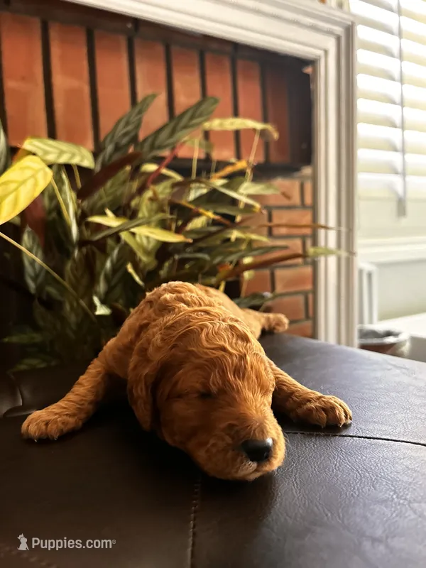 Chocolate – Goldendoodle puppy for sale in Huntington Beach, CA