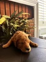 Chocolate, a female Goldendoodle for sale in Huntington Beach, CA – 1 of 5