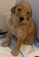Skip, a male Goldendoodle for sale in Huntington Beach, CA – 2 of 9