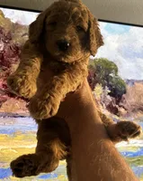 Biscuit, a female Goldendoodle for sale in Huntington Beach, CA – 4 of 10
