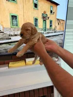 Skip, a male Goldendoodle for sale in Huntington Beach, CA – 3 of 9