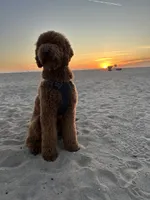 Lani, a female Goldendoodle for sale in Huntington Beach, CA – 7 of 10