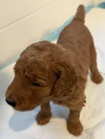 Bella, a female Goldendoodle for sale in Huntington Beach, CA – 3 of 10