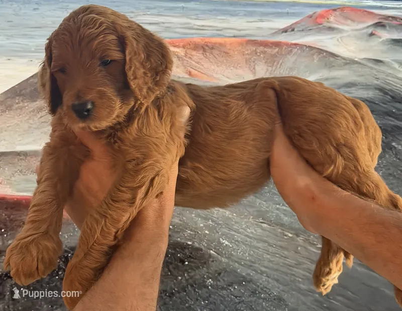 Biscuit – Goldendoodle puppy for sale in Huntington Beach, CA