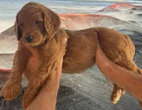 Biscuit, a female Goldendoodle for sale in Huntington Beach, CA – 1 of 10