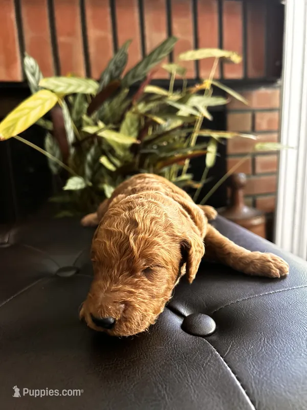 Fudge – Goldendoodle puppy for sale in Huntington Beach, CA