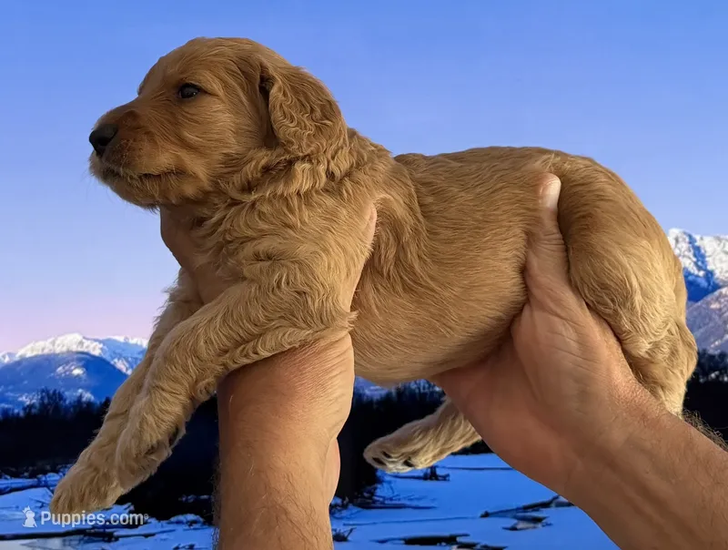 Lani – Goldendoodle puppy for sale in Huntington Beach, CA