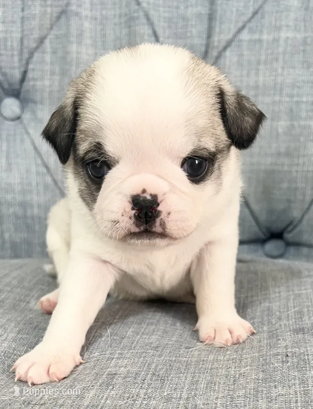 Panda fawn and white girl  – Pug puppy for sale in Sacramento, CA