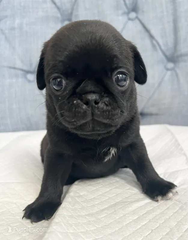 Black male – Pug puppy for sale in Sacramento, CA