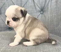 Panda blue eyed girl faen/white, a female Pug for sale in Sacramento, CA – 2 of 4