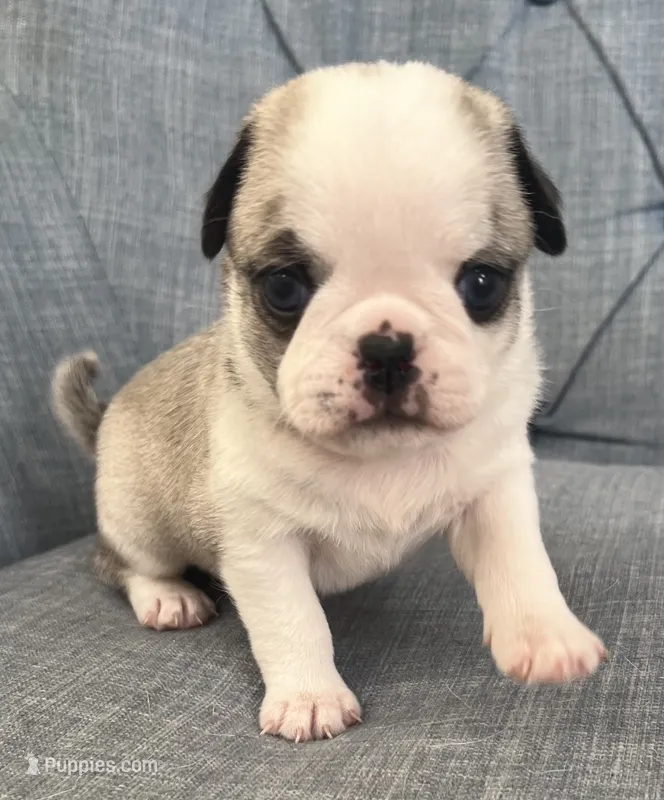Panda fawn and white girl  – Pug puppy for sale in Sacramento, CA