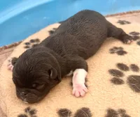 Beautiful black and white boy, a male Pug for sale in Sacramento, CA – 6 of 6