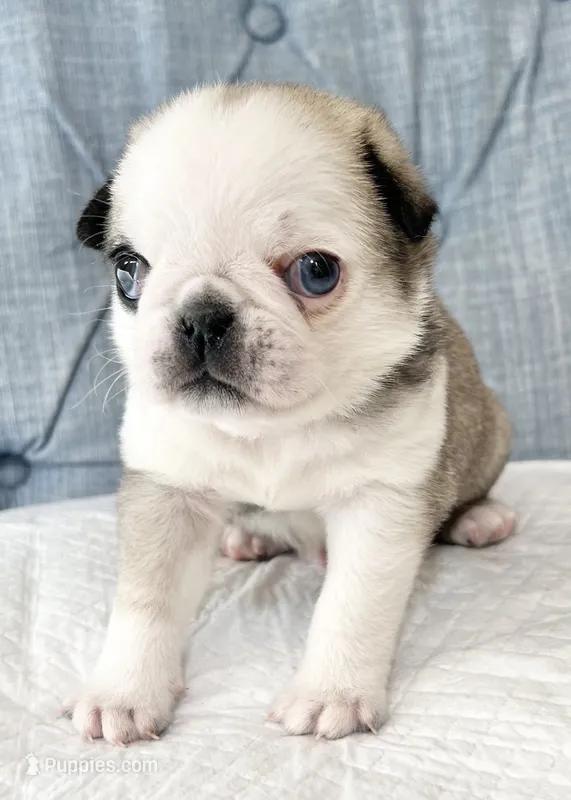Odd eyed Panda fawn/white male  – Pug puppy for sale in Sacramento, CA