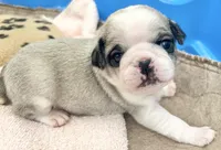 processed/c4813bdf-ef0f-4bf0-afca-4164916716a1/listing/136ff938-8293-421a-9b51-82ee5e61ec33/2b011fac-6a77-4264-b443-e434519e22fd