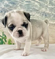 Panda girl 2, a female Pug for sale in Sacramento, CA – Photo 6 of 9
