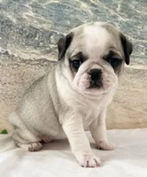 Panda girl 2, a female Pug for sale in Sacramento, CA – Photo 2 of 9