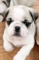 Panda girl 2, a female Pug for sale in Sacramento, CA – Photo 4 of 9