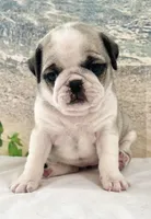 Panda girl 2, a female Pug for sale in Sacramento, CA – Photo 5 of 9