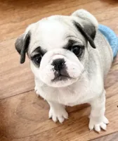 Panda girl 2, a female Pug for sale in Sacramento, CA – Photo 1 of 9