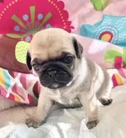 Fawn  girl 2, a female Pug for sale in Sacramento, CA – Photo 1 of 4