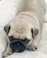 Fawn  girl 2, a female Pug for sale in Sacramento, CA – Photo 3 of 4
