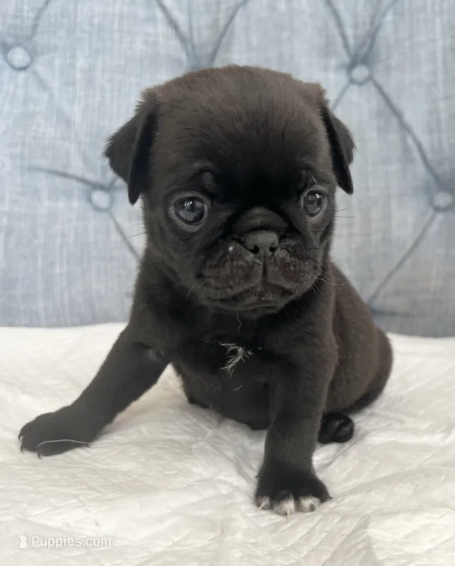 Black male – Pug puppy for sale in Sacramento, CA