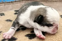 Panda fawn/white male 2 , a male Pug for sale in Sacramento, CA – 4 of 5
