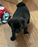 Black male, a male Pug for sale in Sacramento, CA – 2 of 4