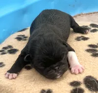 Beautiful black and white boy, a male Pug for sale in Sacramento, CA – 5 of 6