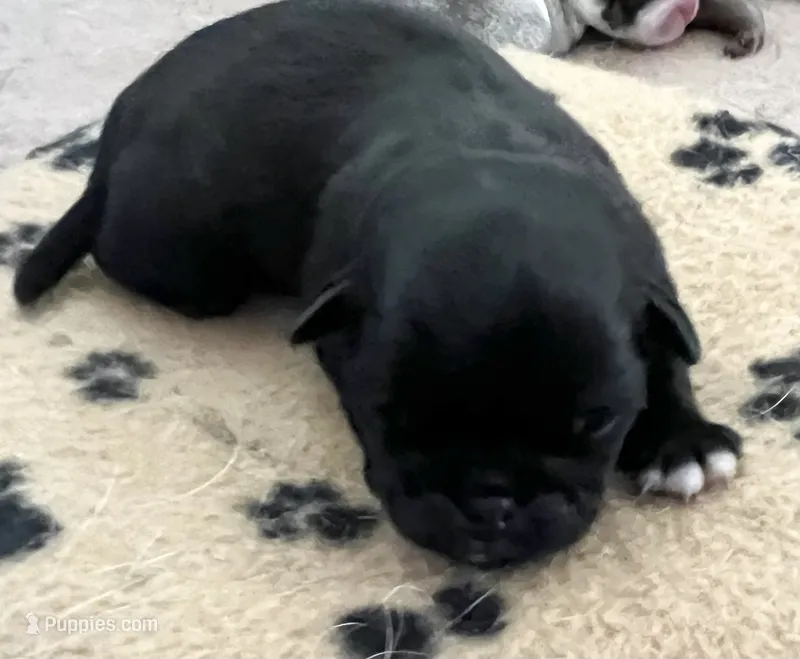 Black male – Pug puppy for sale in Sacramento, CA