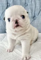 Koi panda girl blue eyes, a female Pug for sale in Sacramento, CA – 4 of 7